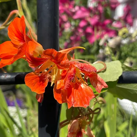 Apartmán Sommerdrom I Sor *