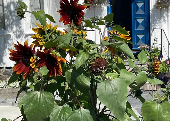 Sommerdrom I Sor * Mandal