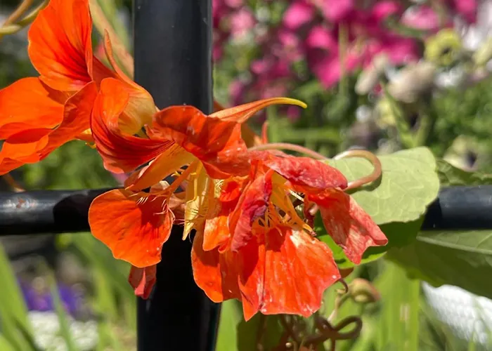 Appartement Sommerdrom I Sor *