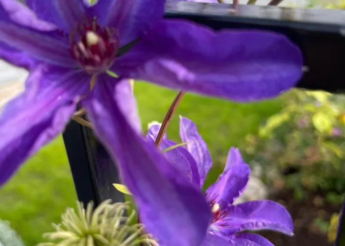 Апартаменты Sommerdrom I Sor *